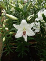 [4255 Avventura No01.JPG]